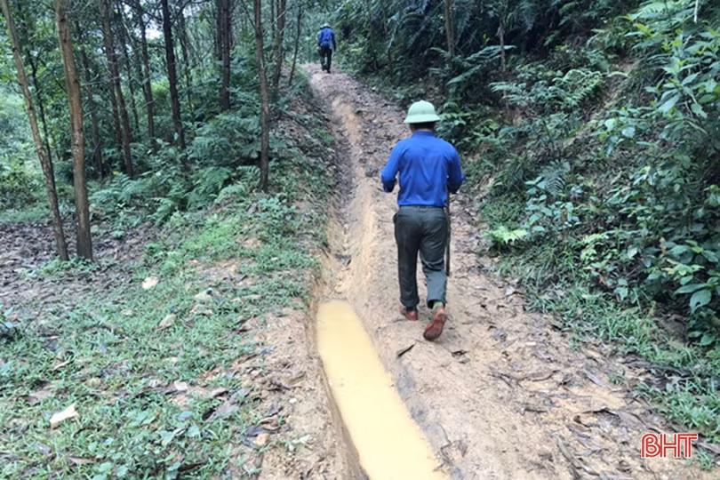 Chấn chỉnh tình trạng khai thác gỗ rừng trái phép ở Hương Khê