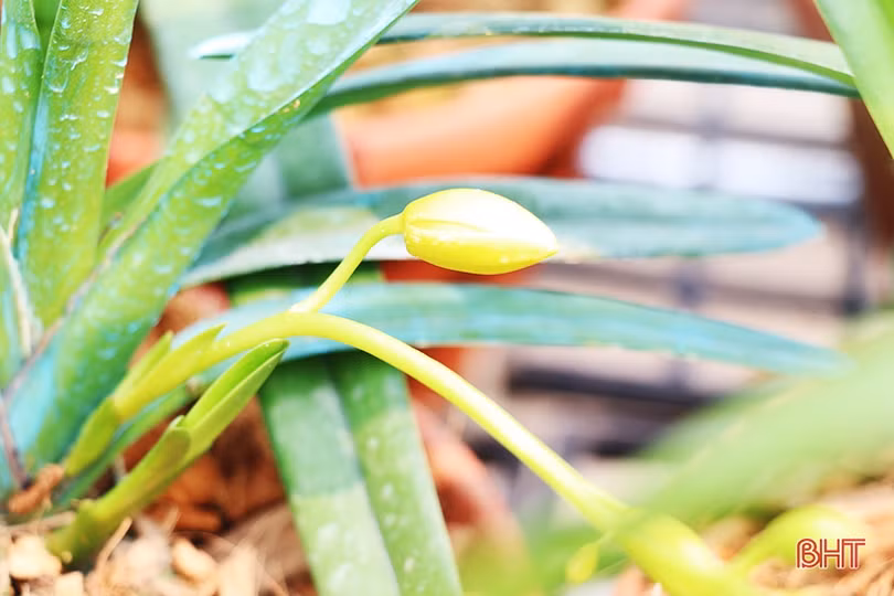 Doanh nhân trẻ rời phố về làng khởi nghiệp từ vườn lan