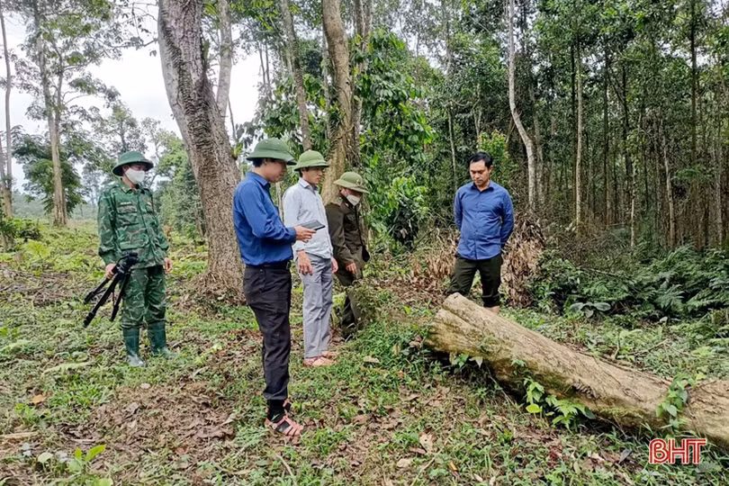 Chấn chỉnh tình trạng khai thác gỗ rừng trái phép ở Hương Khê