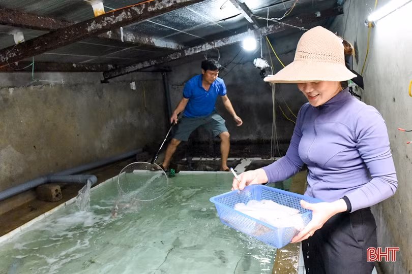 Nhà hàng ở Kỳ Xuân nuôi mực nhảy số lượng lớn phục vụ thực khách