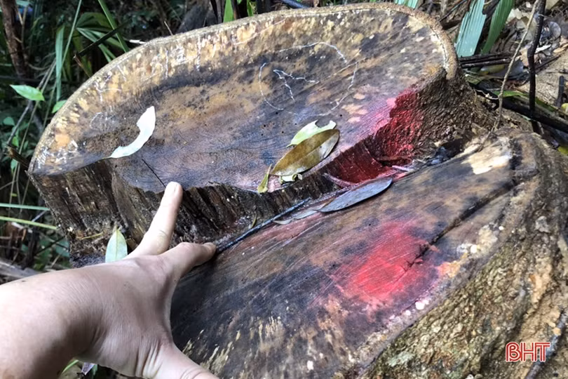 Chấn chỉnh tình trạng khai thác gỗ rừng trái phép ở Hương Khê