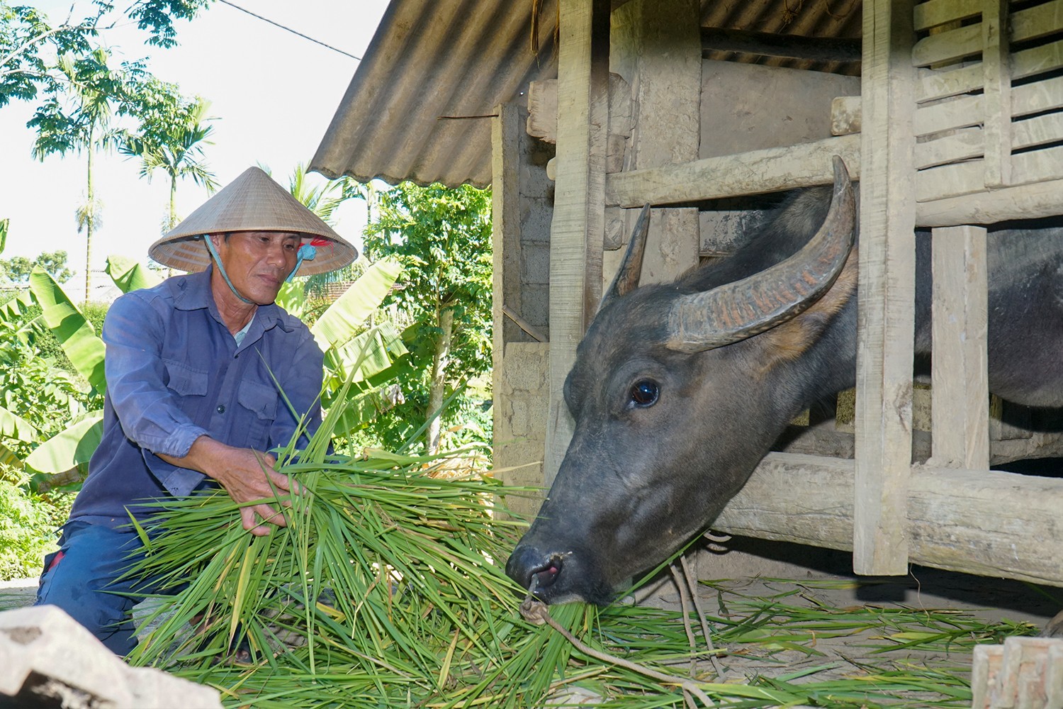 doan-van-tai-thon-hop-duc-xa-vu-quang-1-trau-3-bo.jpg