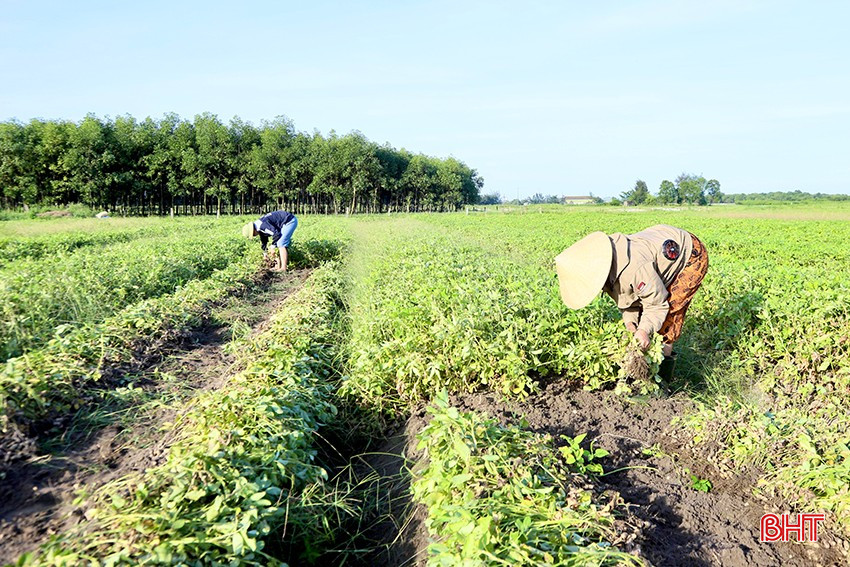 Tại các vùng sản xuất lạc xuân, bà con nông dân đang tập trung thu hoạch, tránh ảnh hưởng của thời tiết cực đoan. bqbht_br_3.jpg