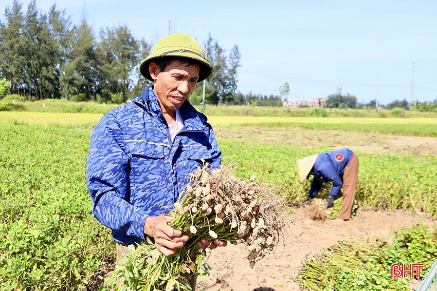 Ông Phạm Thư sản xuất 4 sào lạc xuân với năng suất ước đạt 1,5 tạ/sào. bqbht_br_2.jpg