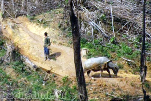 Đây chỉ là ít cành còn sót lại, người dân vào rừng tận dụng?