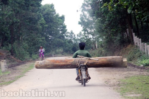 Xe máy ung dung chở những tấm gỗ cồng kềnh đã được xẻ hình hộp nhỏ về xuôi