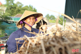Người dân phấn khởi kiếm tiền từ cây dại ven sông