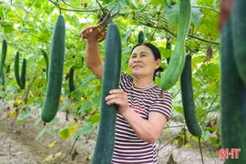 Xanh mát những vườn bí xanh, dưa chuột ở khu dân cư mẫu 