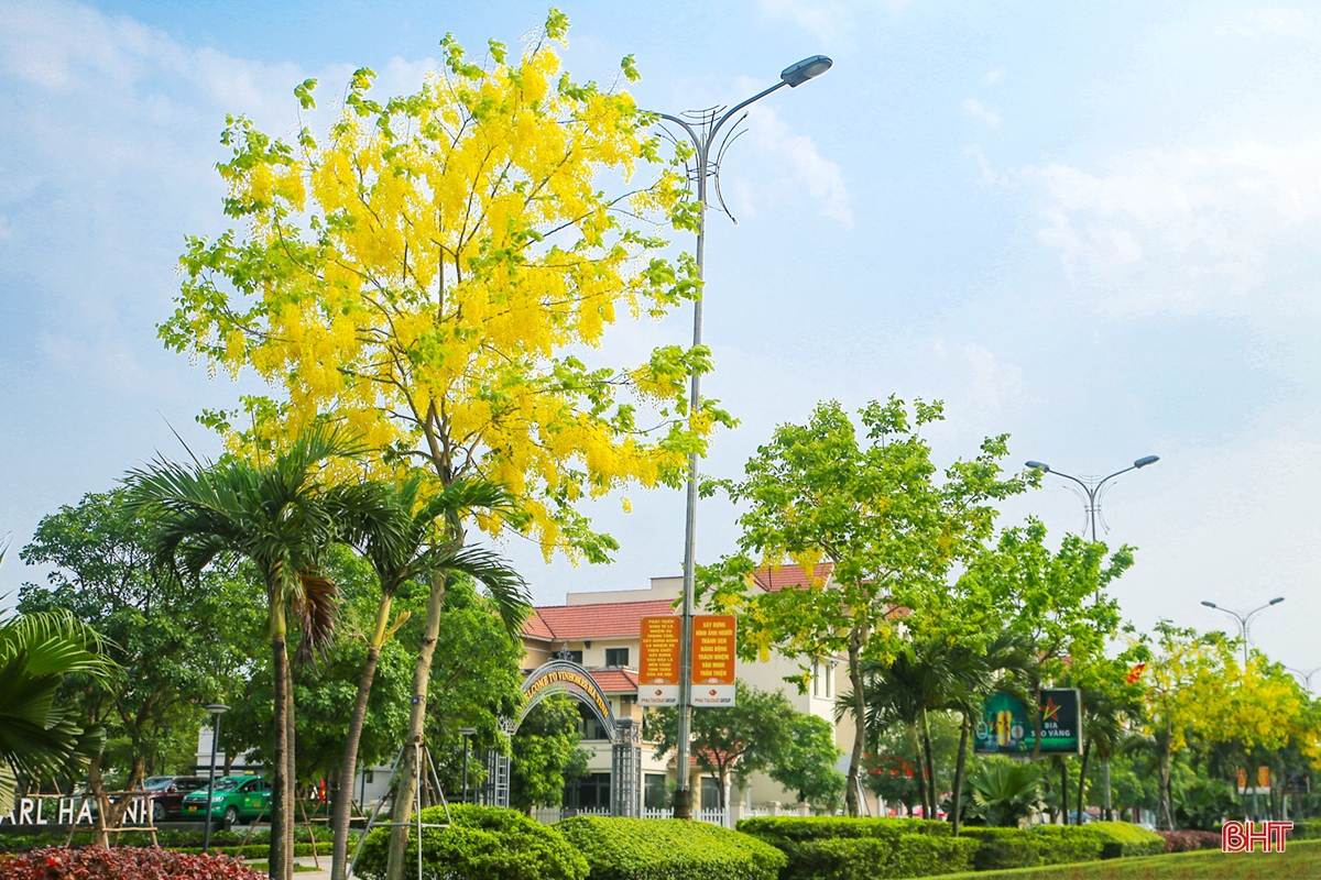 TP Hà Tĩnh đẹp nao lòng mùa hoa muồng hoàng yến