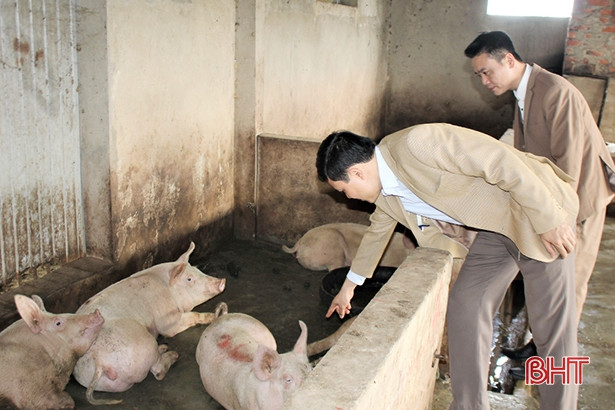 Đoàn liên ngành Thạch Hà tiêu hủy 6 con lợn bị bệnh LMLM