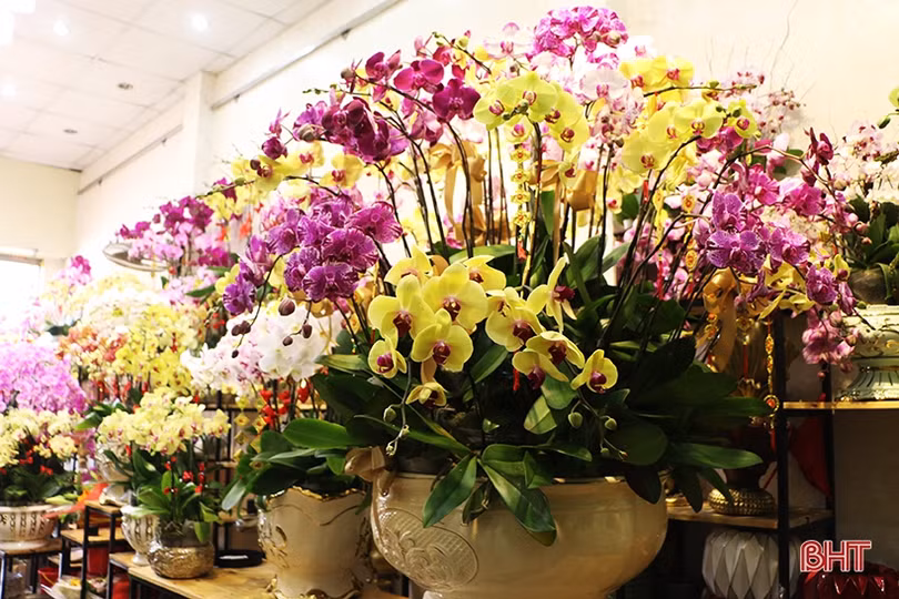 Mê mẩn những chậu lan Hồ điệp “quý tộc” ở Hà Tĩnh