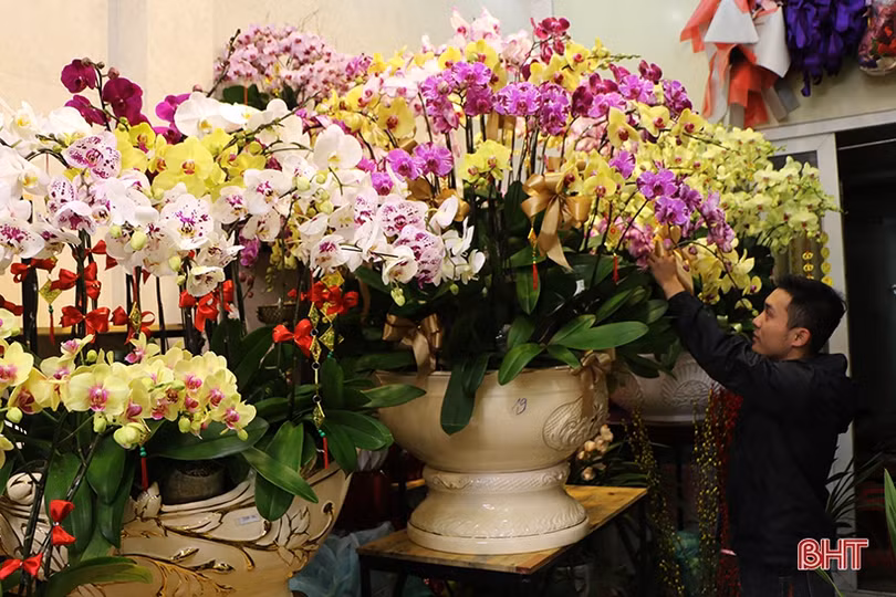 Mê mẩn những chậu lan Hồ điệp “quý tộc” ở Hà Tĩnh