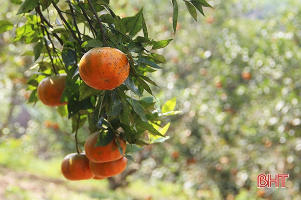 Cam bù Hà Tĩnh "nhuộm" đỏ phiên chợ Tết ảnh 15 Cam bù Hà Tĩnh “nhuộm” đỏ phiên chợ Tết