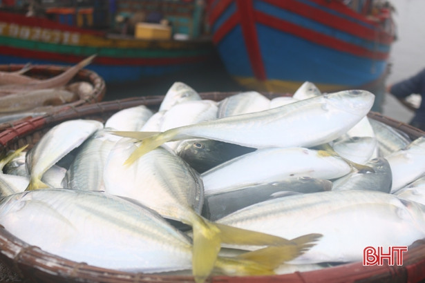 Hối hả những ngày cuối năm ở cảng cá Cửa Sót