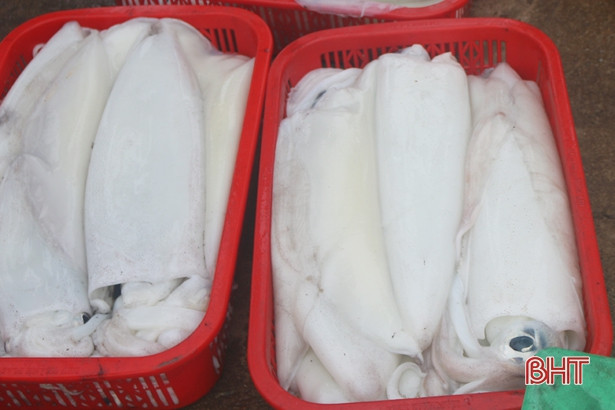 Hối hả những ngày cuối năm ở cảng cá Cửa Sót