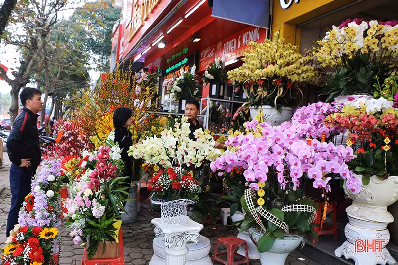 Mê mẩn những chậu lan Hồ điệp “quý tộc” ở Hà Tĩnh