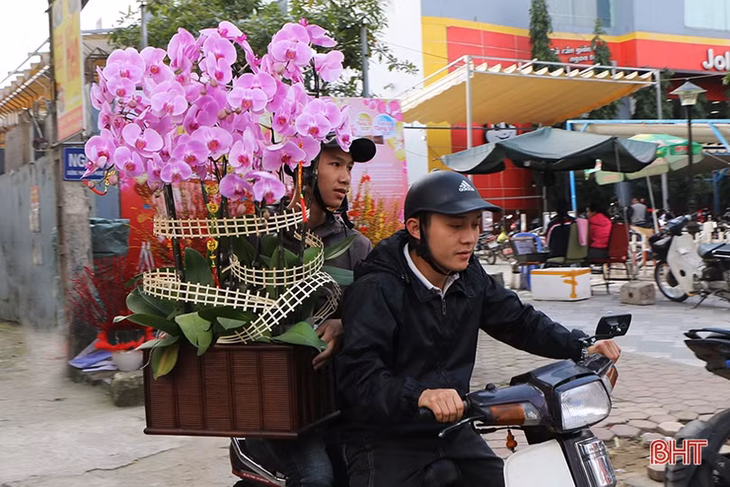 Mê mẩn những chậu lan Hồ điệp “quý tộc” ở Hà Tĩnh