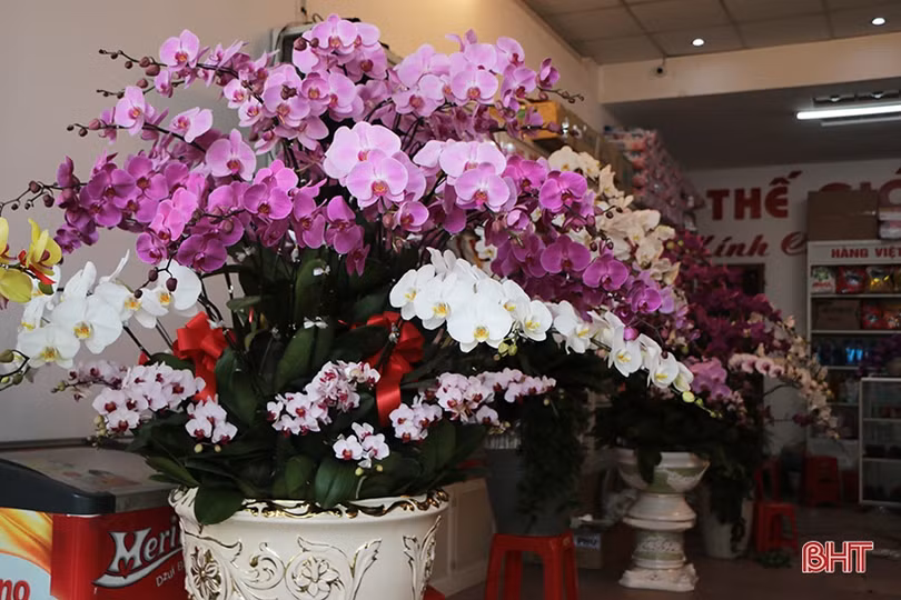 Mê mẩn những chậu lan Hồ điệp “quý tộc” ở Hà Tĩnh