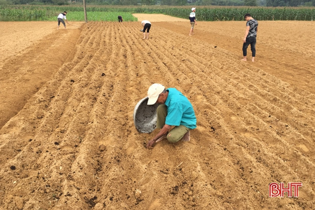 Hương Khê hoàn thành gieo cấy 100% diện tích lúa vụ xuân