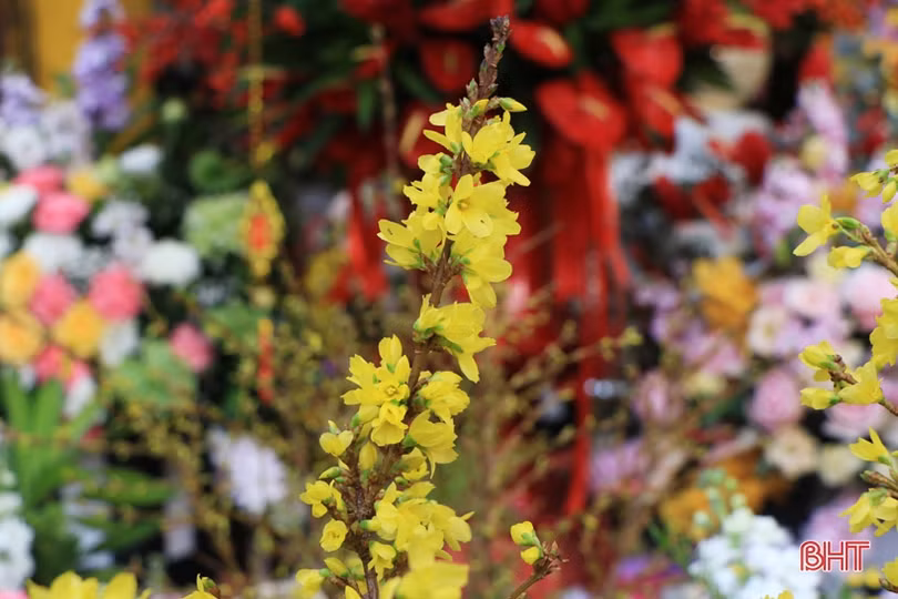 Cận tết, đào đông đỏ, mai Mỹ hàng chục triệu được “săn đón” ở Hà Tĩnh