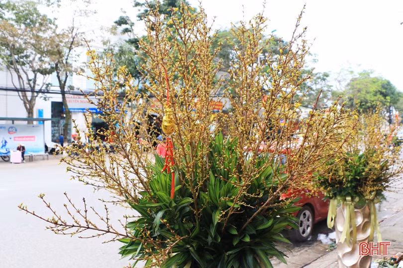 Cận tết, đào đông đỏ, mai Mỹ hàng chục triệu được “săn đón” ở Hà Tĩnh