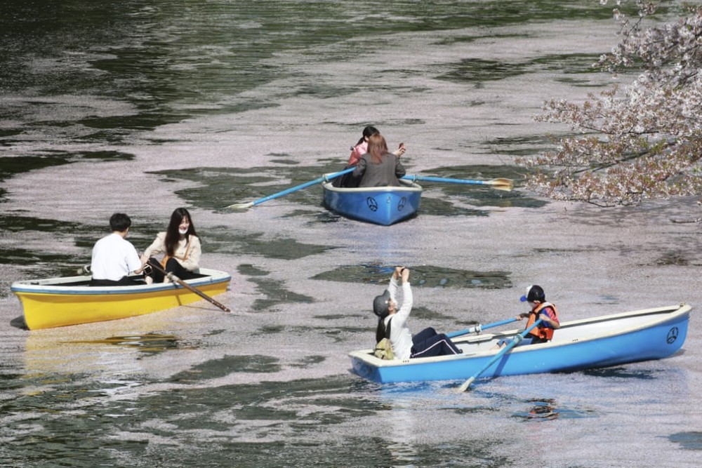 Đắm chìm trong mùa hoa anh đào nở rộ tại Nhật Bản