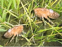 Rầy nâu và bệnh lùn xoắn lá trên lúa