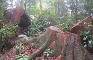 Quản lý, bảo vệ rừng lỏng ngay tại gốc nên rừng chỉ còn...gốc! Ảnh: Thăng Long, Trí Thức (chụp tại Vườn QG Vũ Quang)