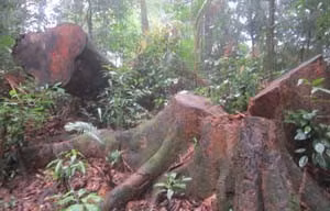 Quản lý, bảo vệ rừng lỏng ngay tại gốc nên rừng chỉ còn...gốc! Ảnh: Thăng Long, Trí Thức (chụp tại Vườn QG Vũ Quang)