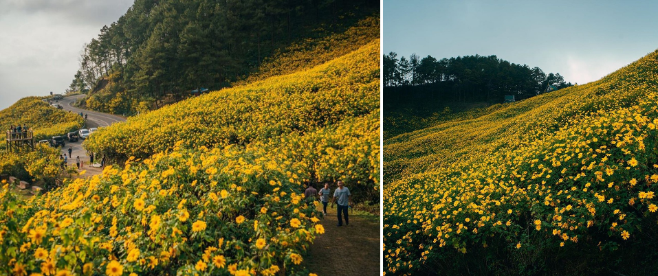 Ngọn đồi phủ kín hoa dã quỳ ở Thái Lan