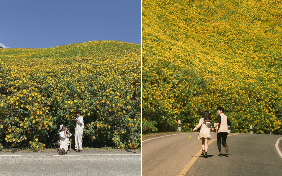 Ngọn đồi phủ kín hoa dã quỳ ở Thái Lan