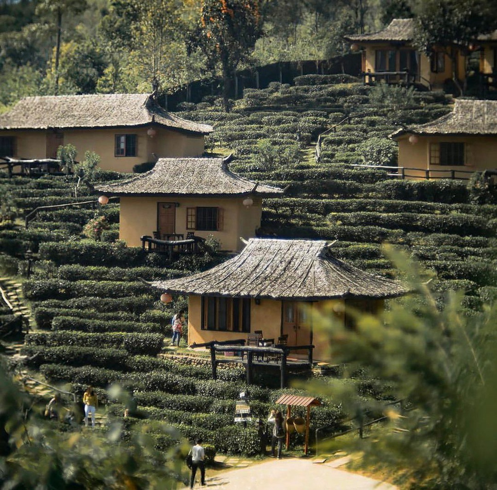 Ngọn đồi phủ kín hoa dã quỳ ở Thái Lan