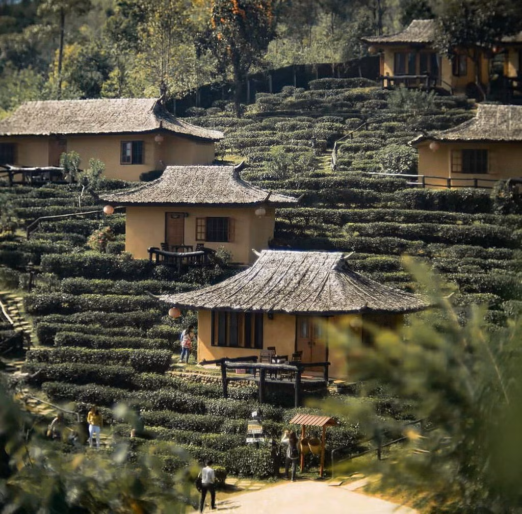 Ngọn đồi phủ kín hoa dã quỳ ở Thái Lan