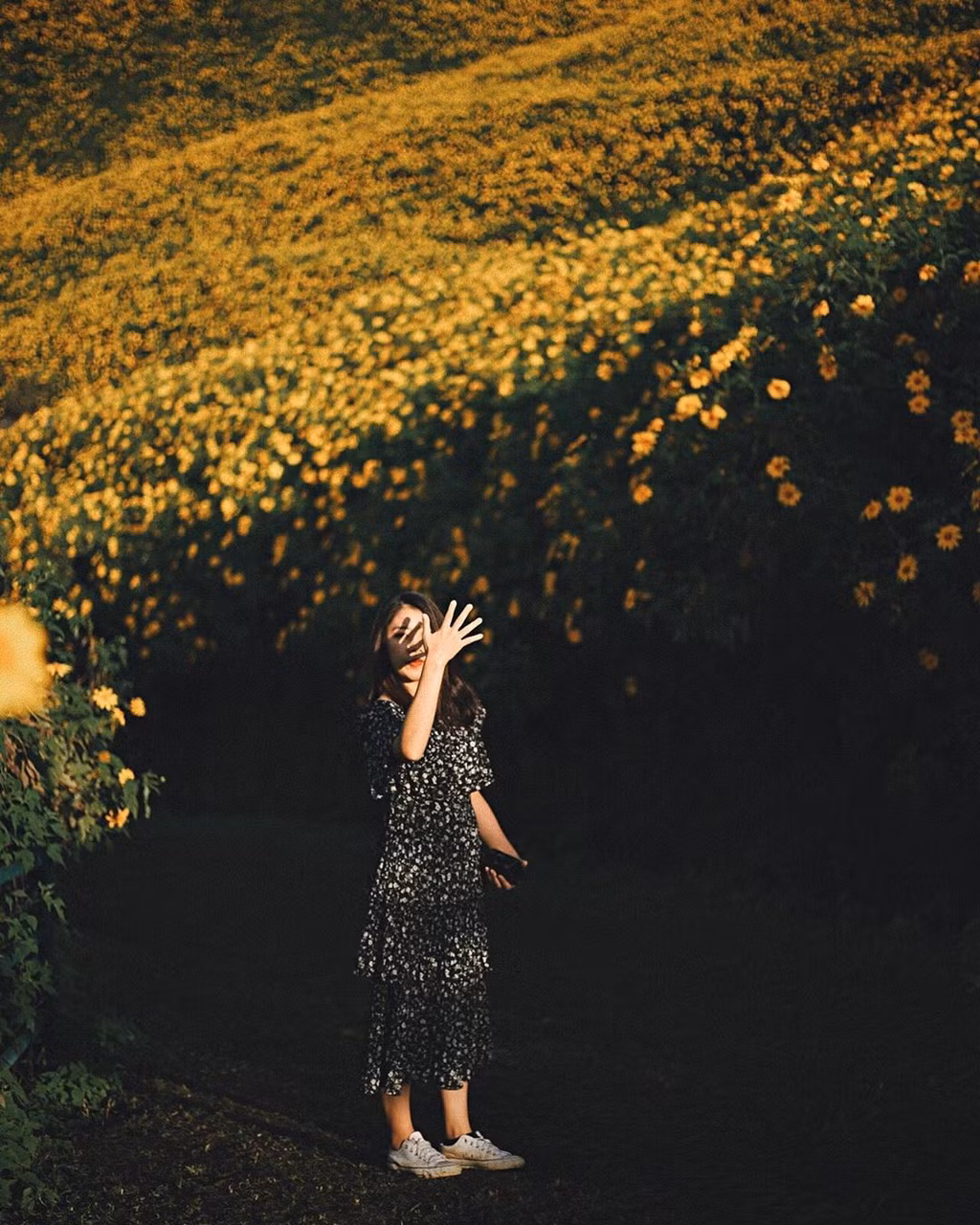 Ngọn đồi phủ kín hoa dã quỳ ở Thái Lan