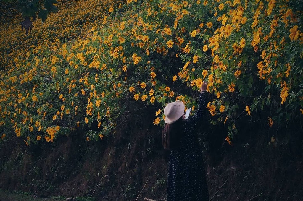 Ngọn đồi phủ kín hoa dã quỳ ở Thái Lan