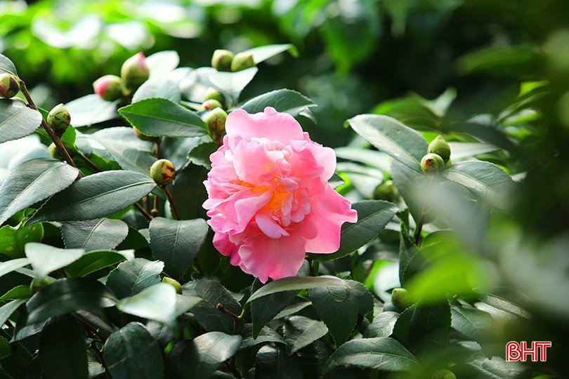bqbht_br_4i7a0207.jpg