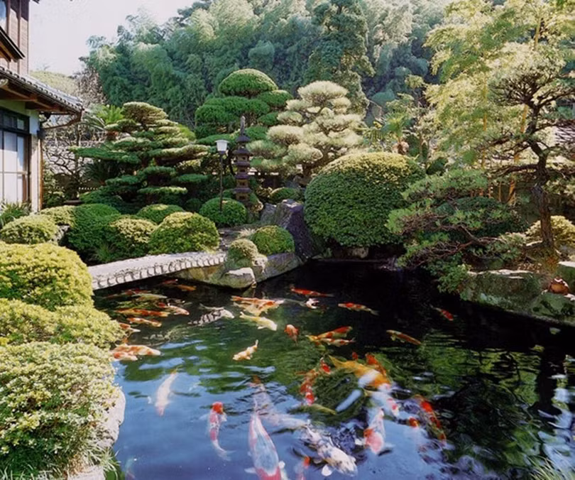 ca-koi.jpg