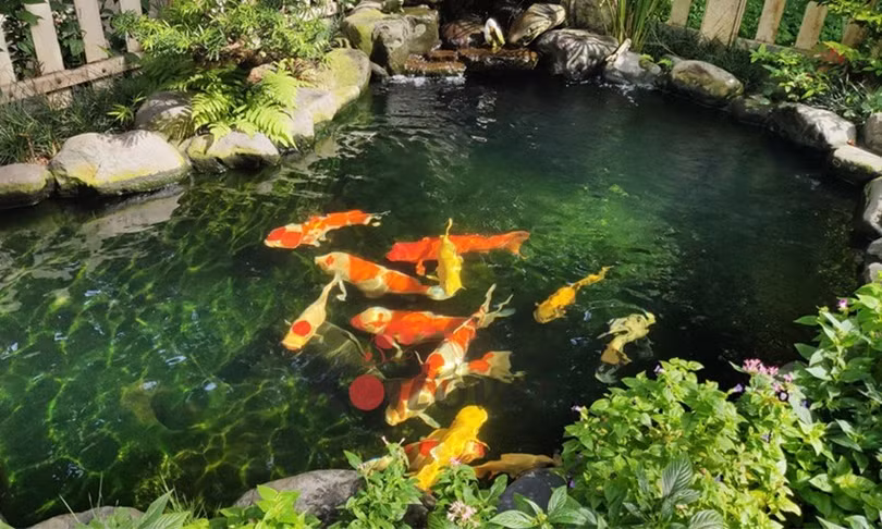 ca-koi-1.jpg