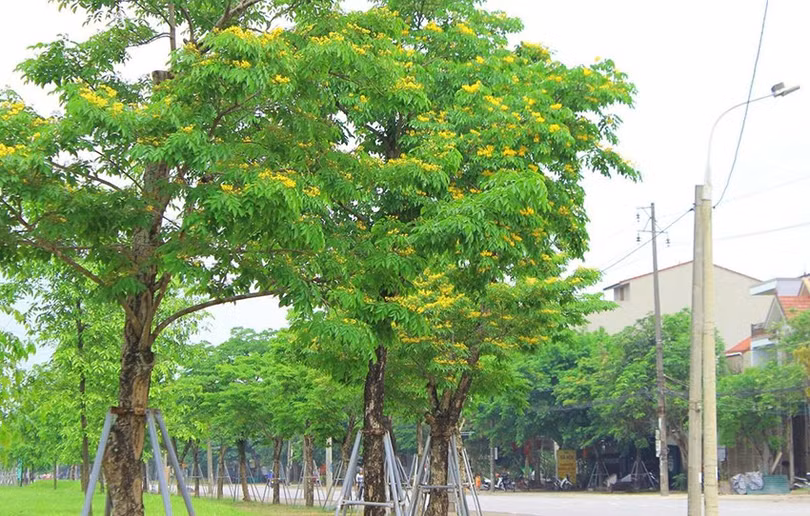 khong-gian-xanh-2.jpg