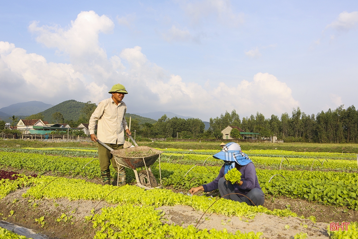 Nông dân “vựa” rau giống lớn nhất Hà Tĩnh tất bật vào mùa thu hoạch