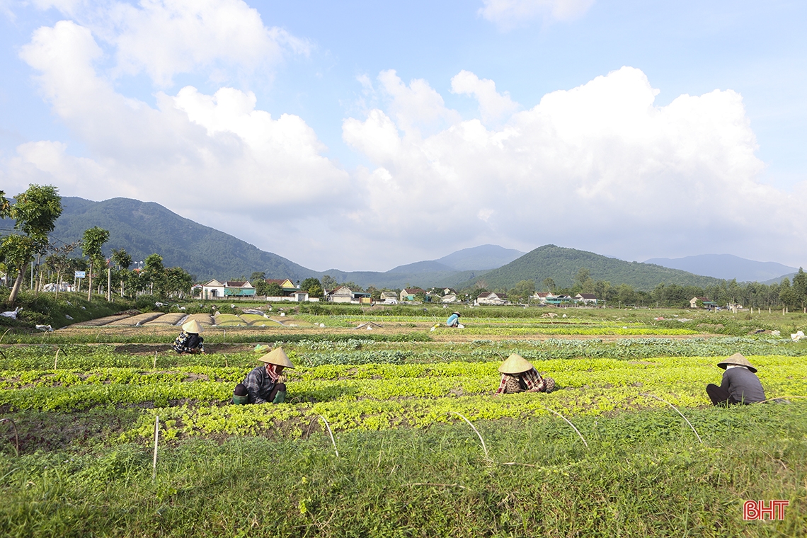 Nông dân “vựa” rau giống lớn nhất Hà Tĩnh tất bật vào mùa thu hoạch