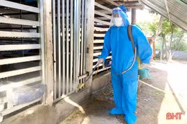 Phát hiện ổ dịch lở mồm long móng trên đàn bò ở Trần Phú 