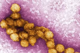 Bỉ ghi nhận 2 ca tử vong đầu tiên do virus Tây sông Nile