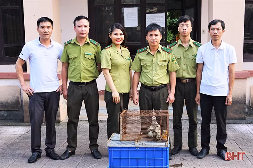 Bàn giao cá thể trăn đất về Vườn Quốc gia Vũ Quang