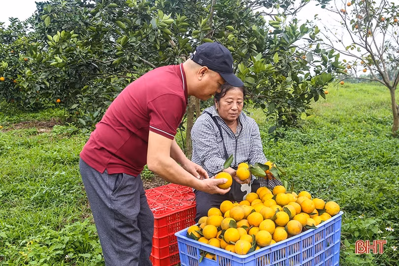 Hành trình phát triển nông nghiệp xanh ở Hà Tĩnh