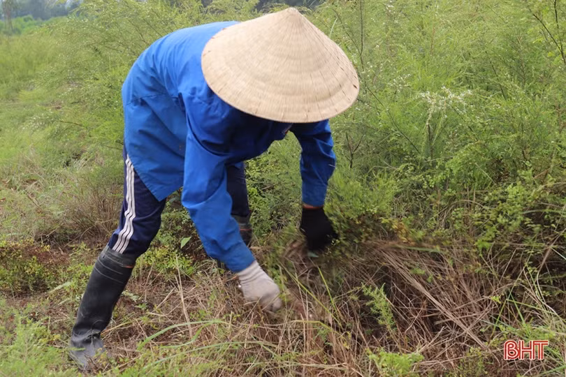 Cây hoang dã cho thu nhập khá trên đất đồi Hương Sơn