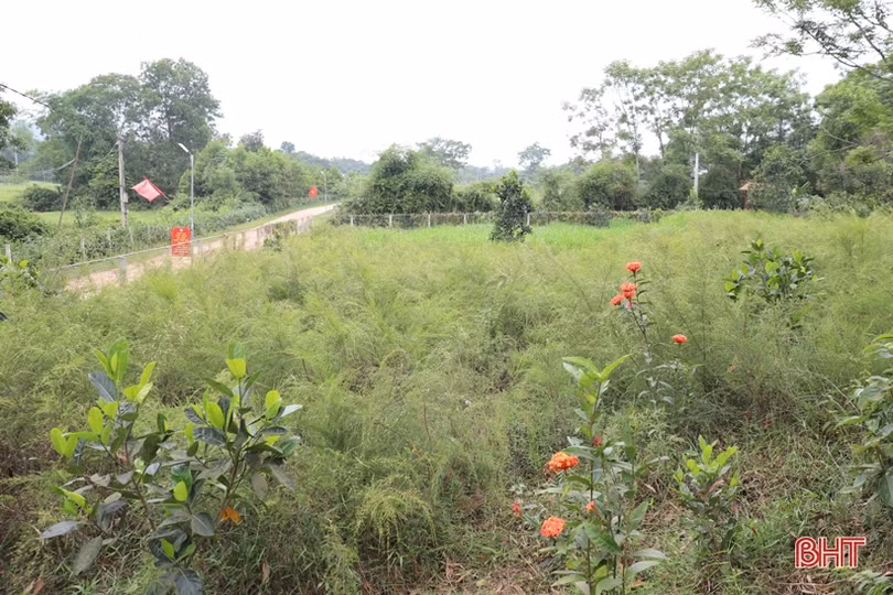 Cây hoang dã cho thu nhập khá trên đất đồi Hương Sơn