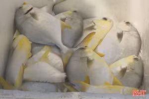 Nuôi cá chim vây vàng theo VietGAP: Chuẩn hóa để nâng tầm