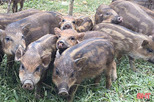 Nuôi lợn rừng an toàn sinh học: Hướng đi “ăn chắc” cho nông hộ