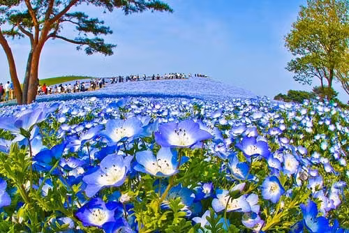 Thật khó để chụp được những bức ảnh quý giá như thế này khi không có sự xuất hiện của khách du lịch, chúng ta có thể ngắm hoa trọn vẹn hơn. Một cảnh tượng ngoạn mục ngỡ như chỉ có trong những bộ phim 3D Đi giữa vườn hoa này bạn sẽ ngỡ như bầu trời đang ở dưới chân mình